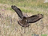 Uccelli accipitriformi 18-Falco pecchiaiolo.jpg